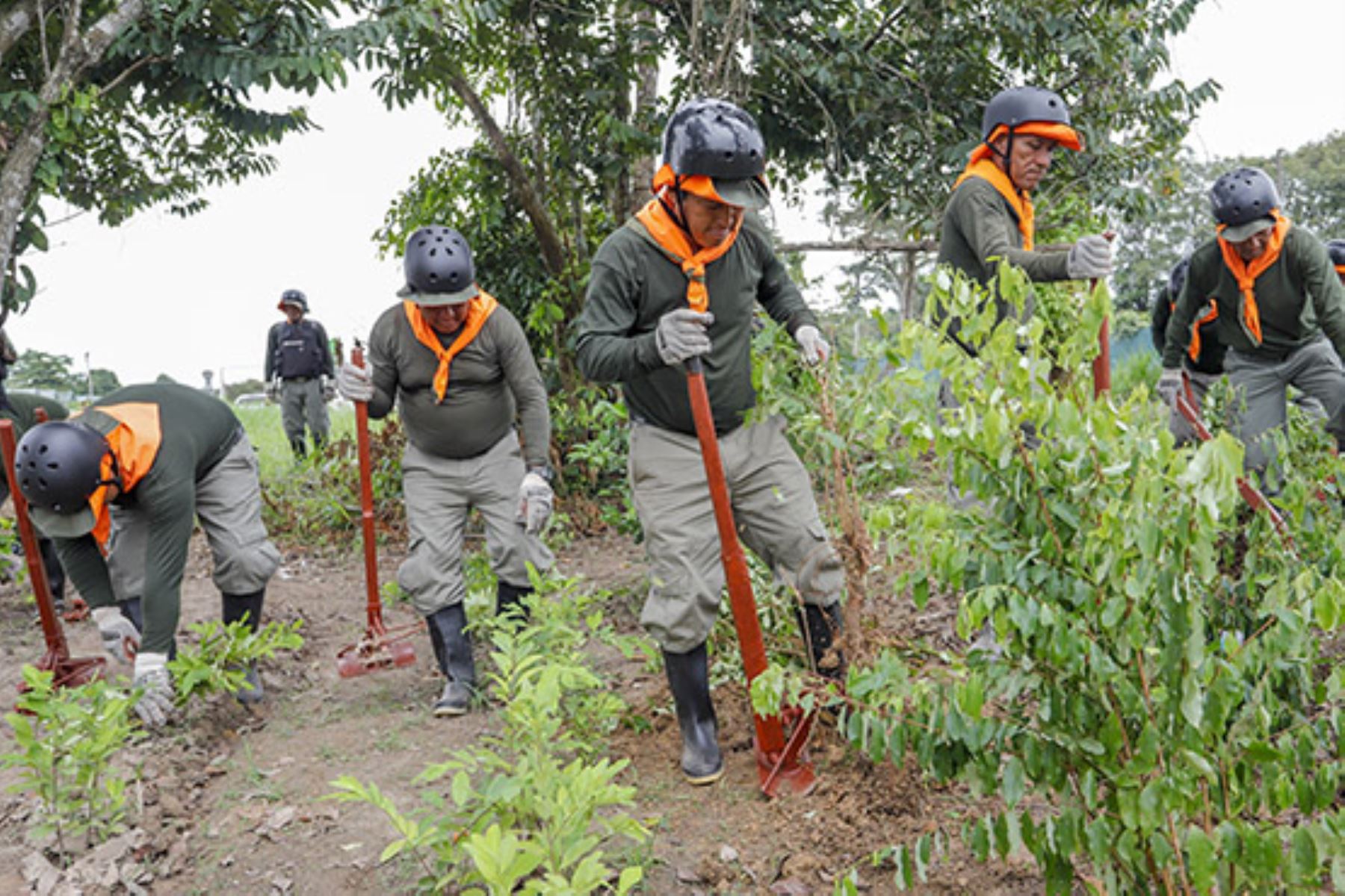 Peru: Interior Ministry eradicates more than 3,000 hectares of illegal coca crops