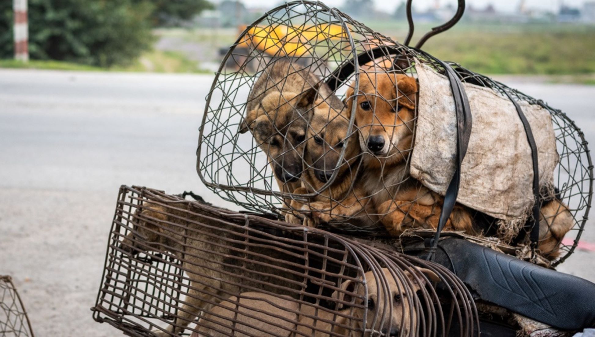 Japan Police Report Record Number Of Animal Abuse Cases Last Year