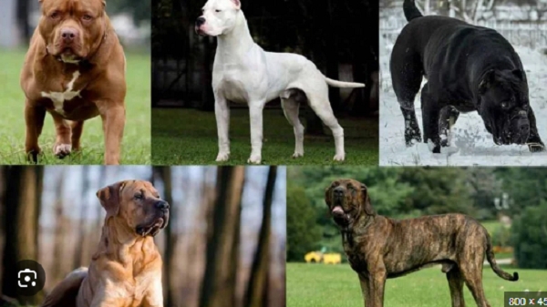 Mozambique bans import of dog breeds deemed dangerous