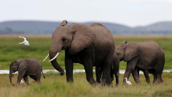 Botswana threatens to send 20,000 elephants to Germany