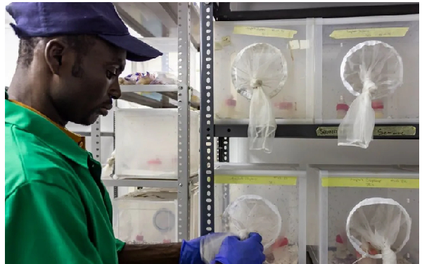 GMO mosquitoes released in Djibouti to fight malaria