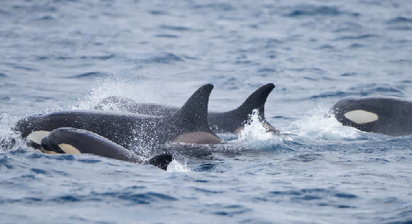 Yacht sinks after being rammed by orcas in Strait of Gibraltar