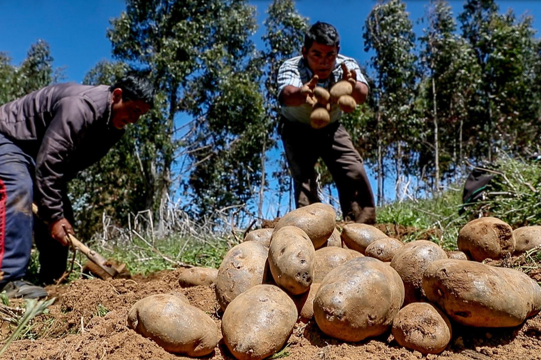 Peru: Presidency highlights producers’ work on International Potato Day