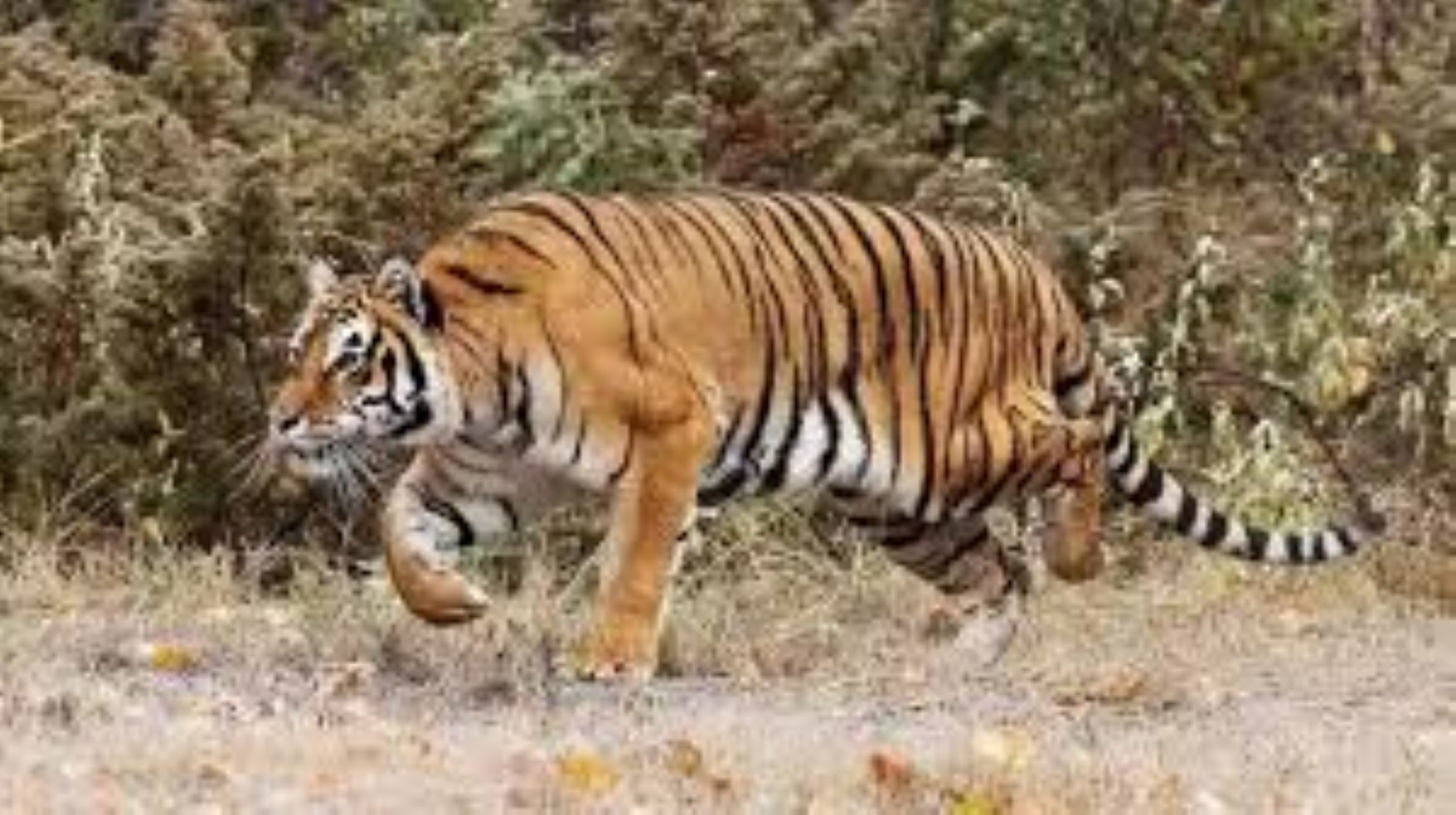 Forest Officials Issued Red Alert In India’s Madhya Pradesh After Tiger Killed Man