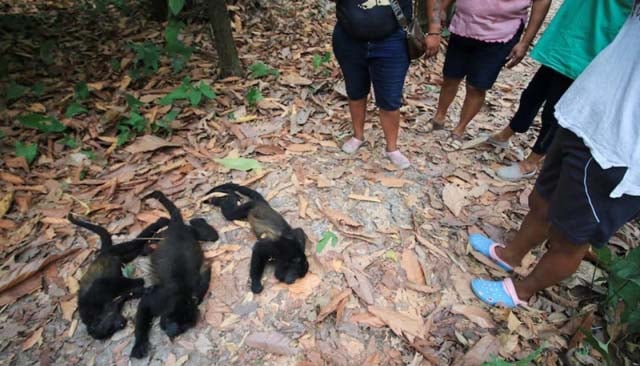 Mexico: Howler monkeys drop dead during heat wave