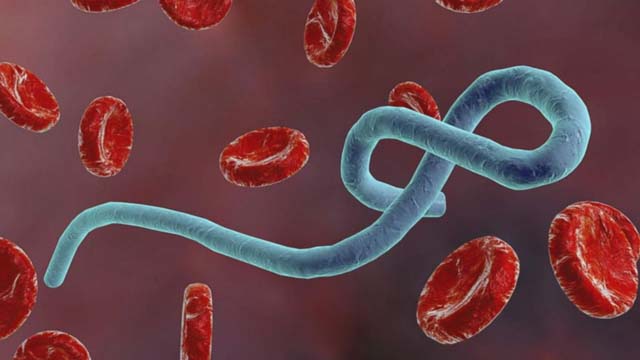 The Ebola virus: profile of a dreaded killer