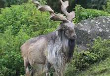 Markhor - Wikipedia