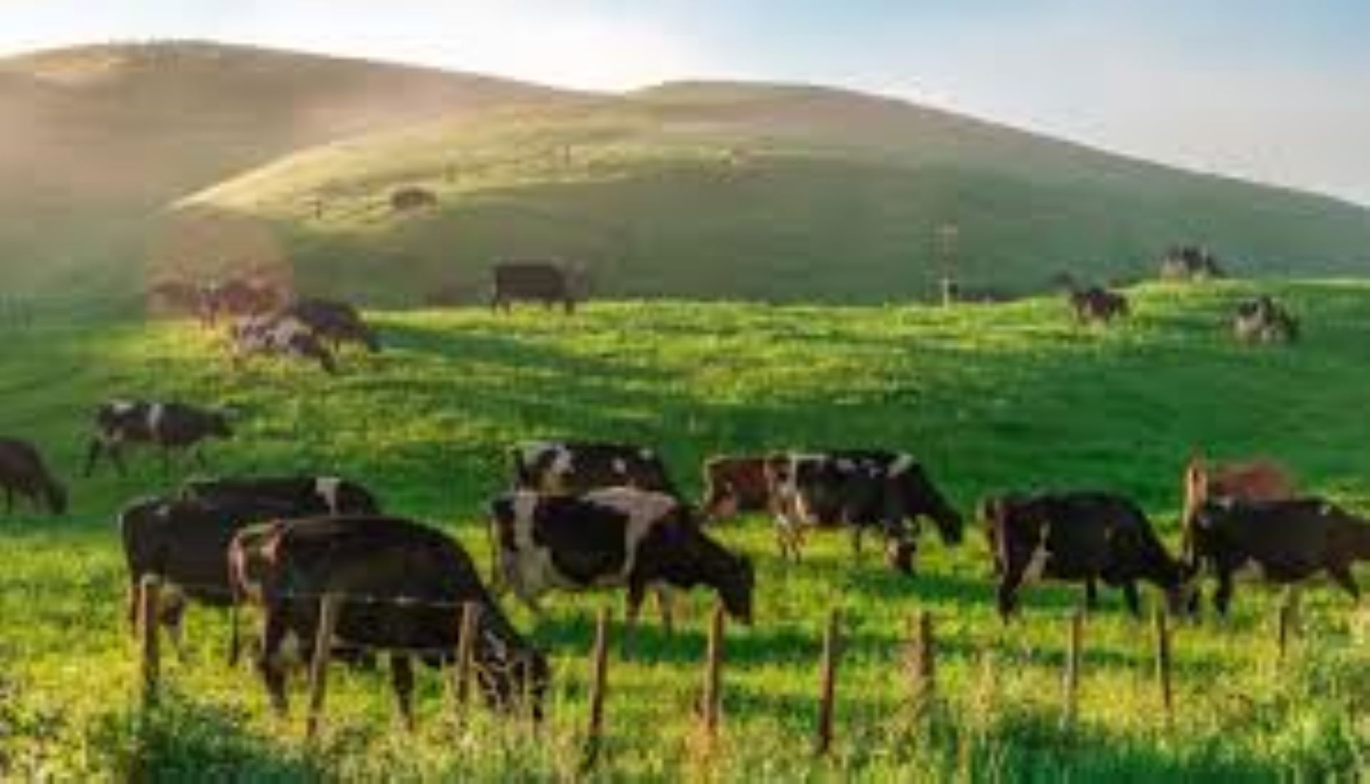 New Zealand’s Grassland Reduction Results In Declining Livestock Number