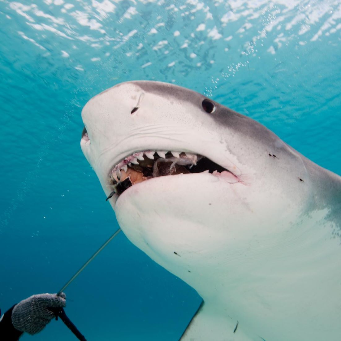 New Zealand Scientists Tagging Sharks To Monitor Climate Change