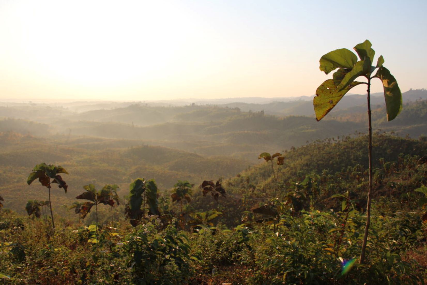 Myanmar Designates New Protected Public Forest Areas