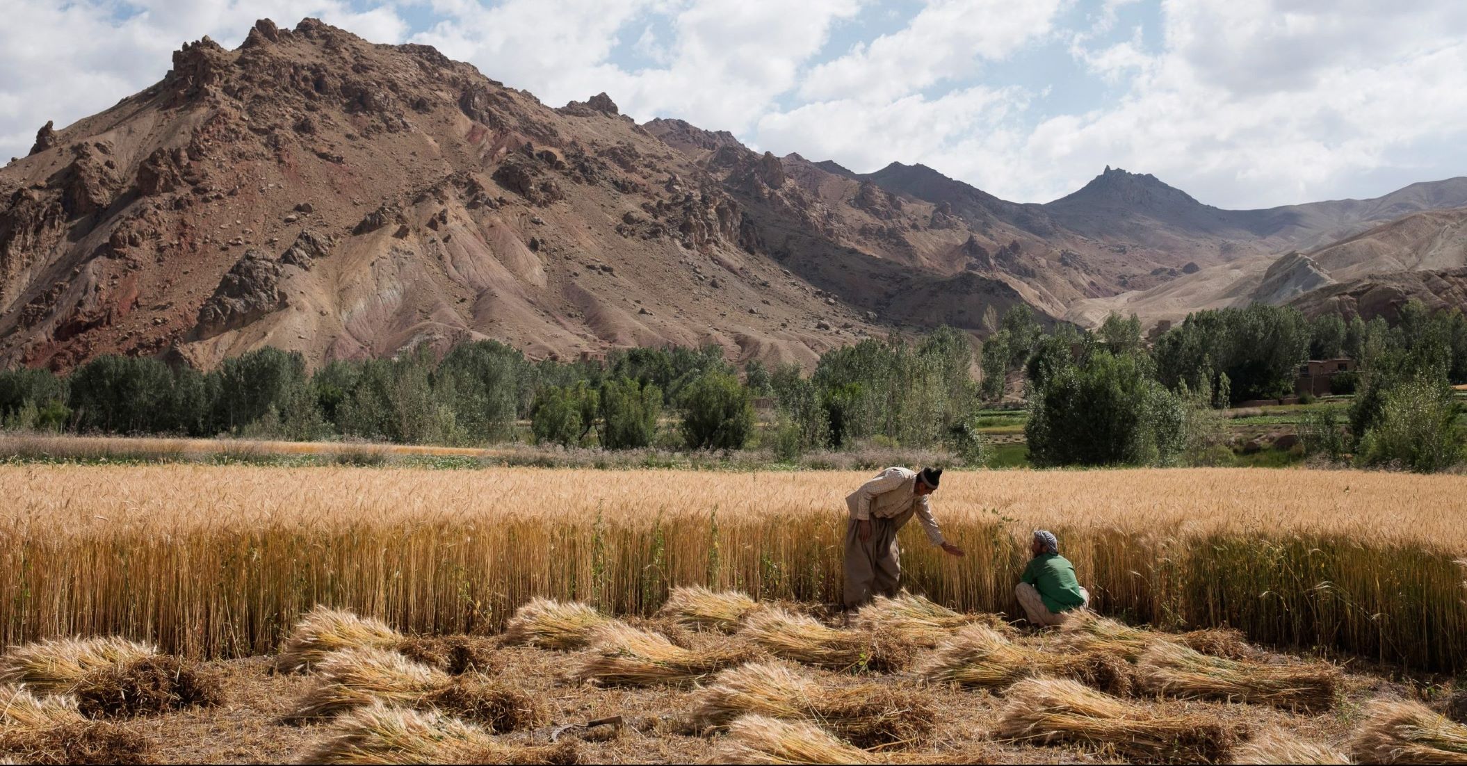 Afghanistan Expects 17 Percent Growth In Wheat Harvest