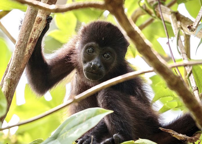 Mexico heatwaves: Howler monkeys falling from trees, over 250 perish