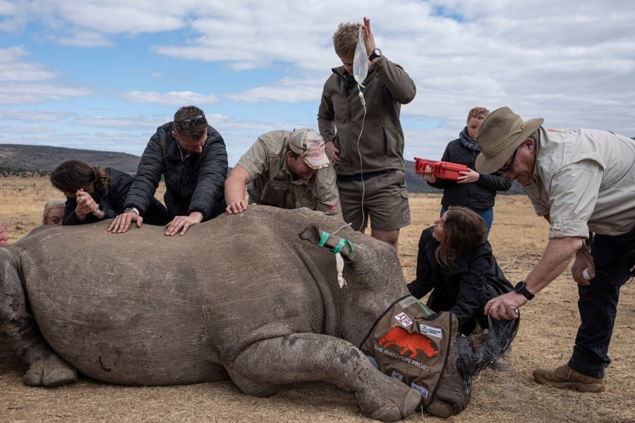 First radioactive rhino horns to curb poaching in South Africa