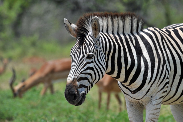 South Africa to dish up more zebra to boost jobs and conservation