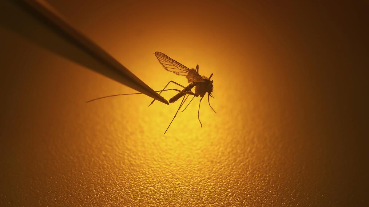 US: Mosquitoes carrying West Nile virus found in Los Angeles County