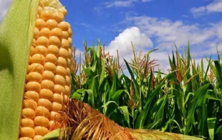 Argentina to begin corn exports to China next July