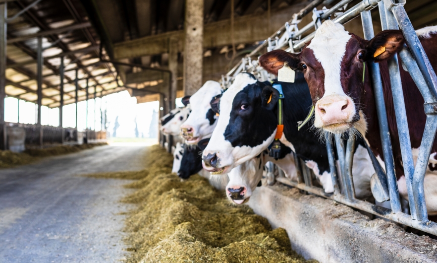 US: Bird flu outbreak at dairy farms cause public health concerns