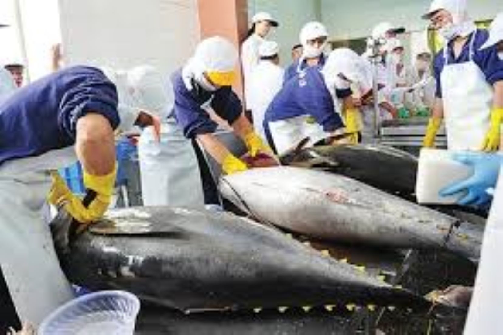 Vietnam’s Tuna Exports Forecast To Reach 456.8 Million USD In H1