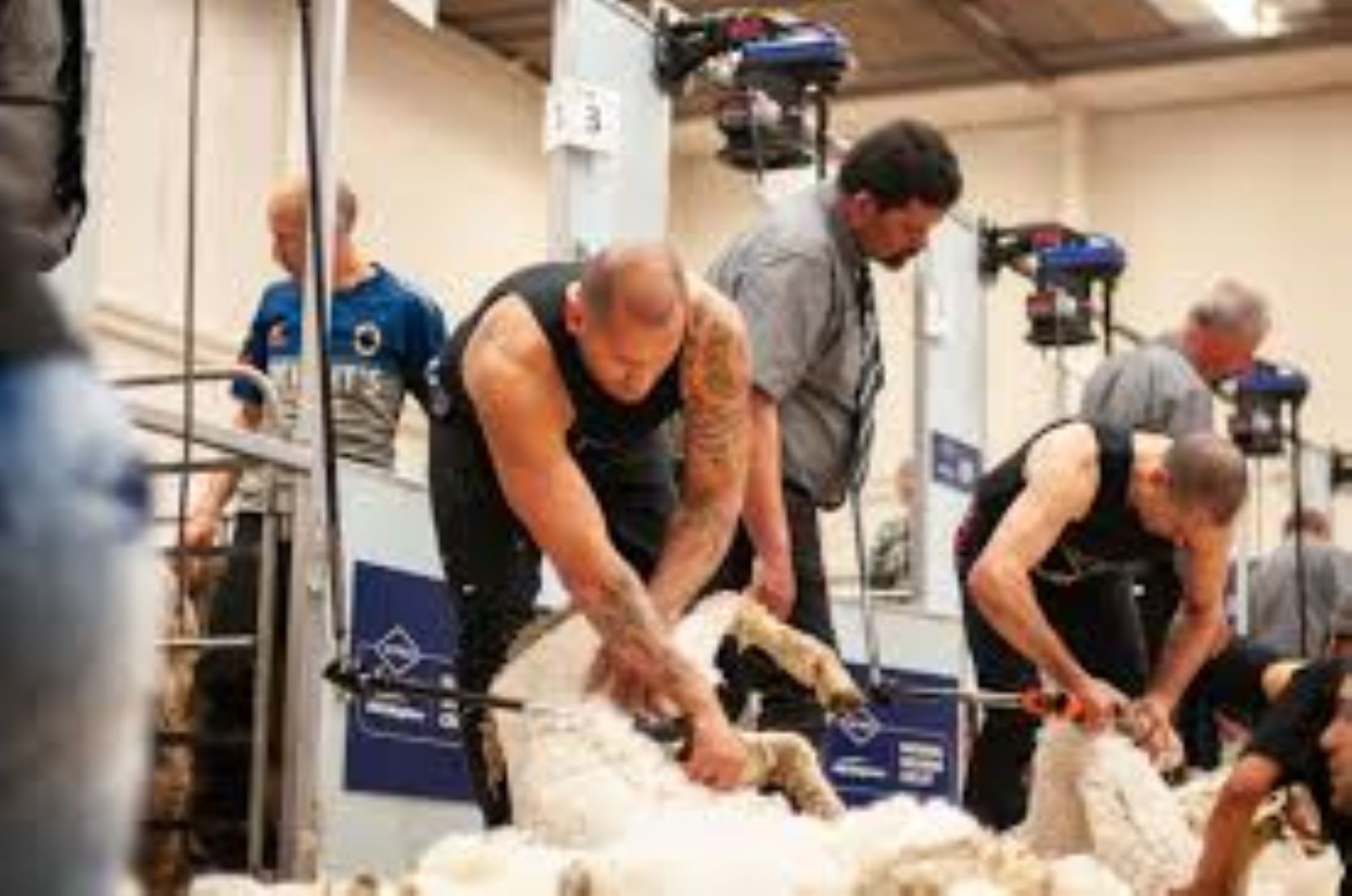 New Zealand Shearers Look To Regain World Top Spot