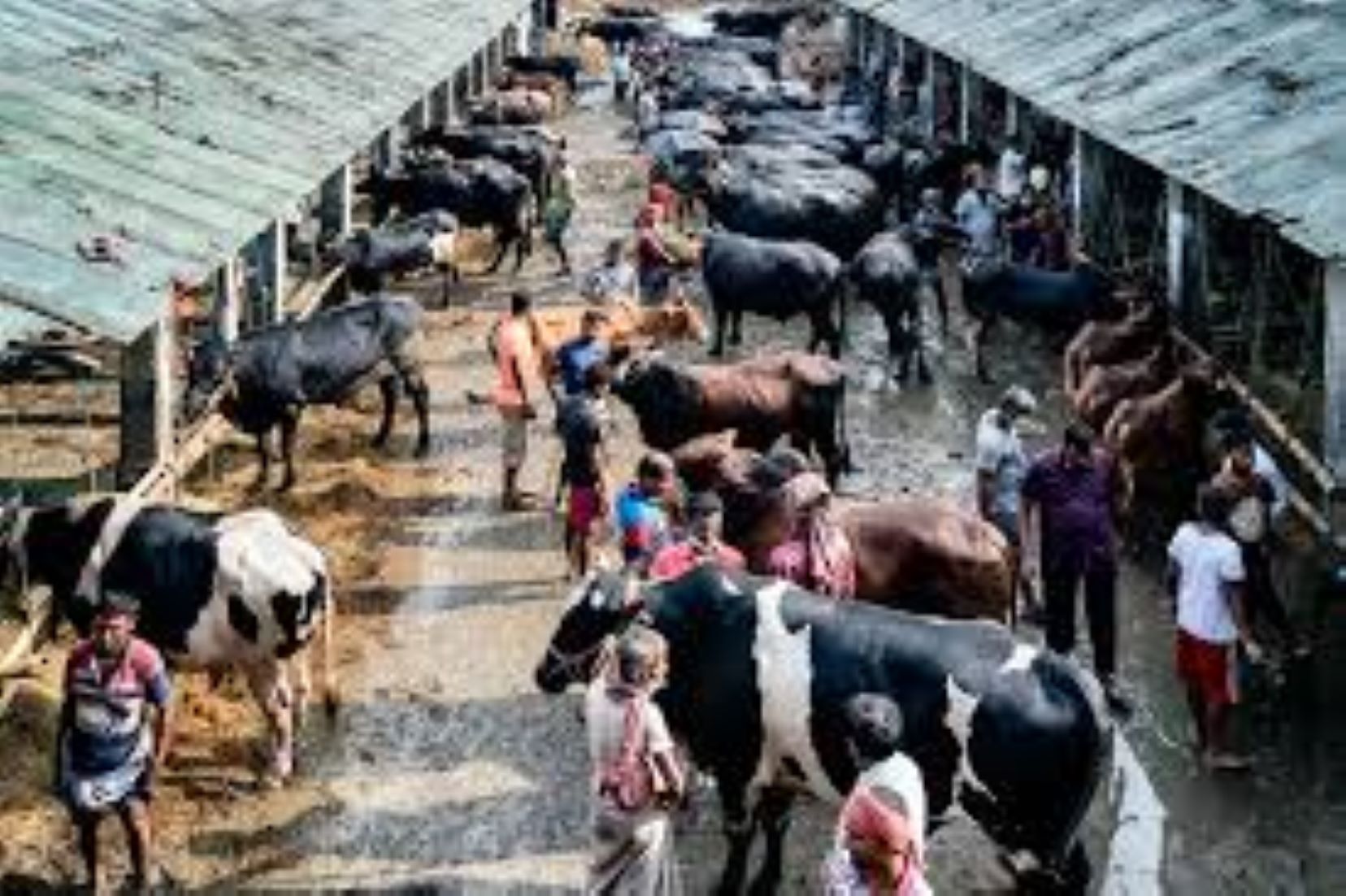 Over 10 Million Animals Sacrificed In Bangladesh For Eid Al-Adha Festival