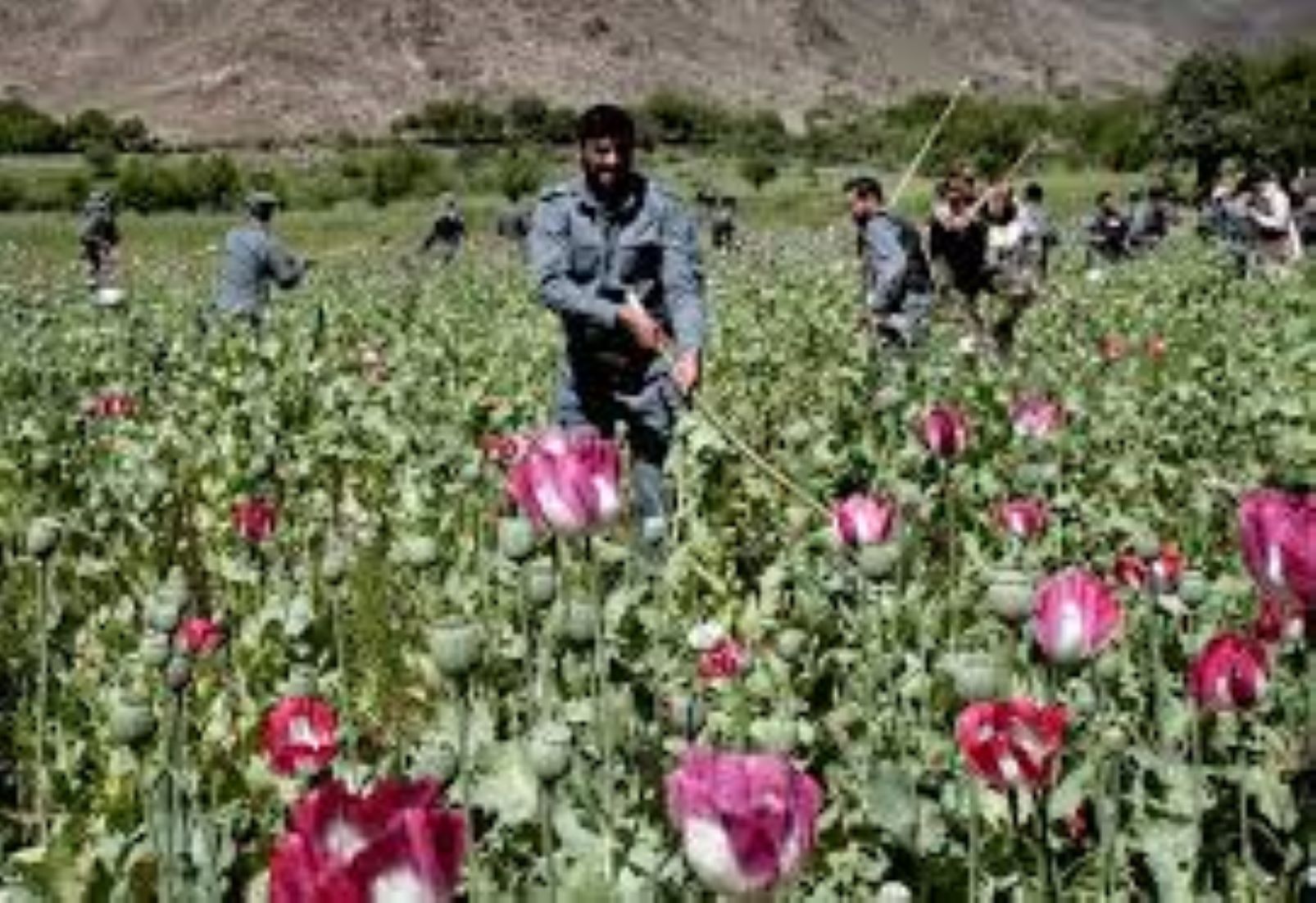 Afghan Police Destroy 1,419 Acres Of Poppy Farms