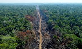Brazil: Pres Lula calls for ‘agility’ in combatting Amazon deforestation crime