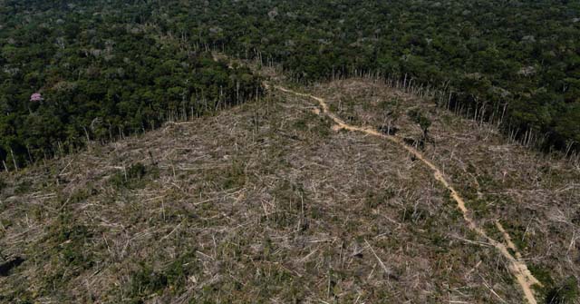 US urges EU to delay anti-deforestation law