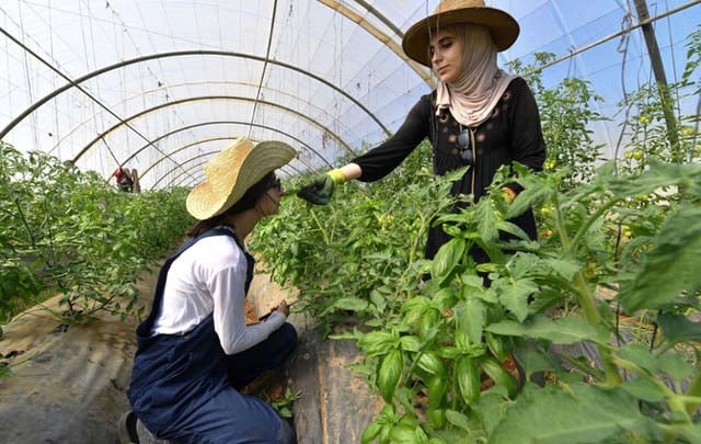 Algerian women pioneer eco-friendly farming