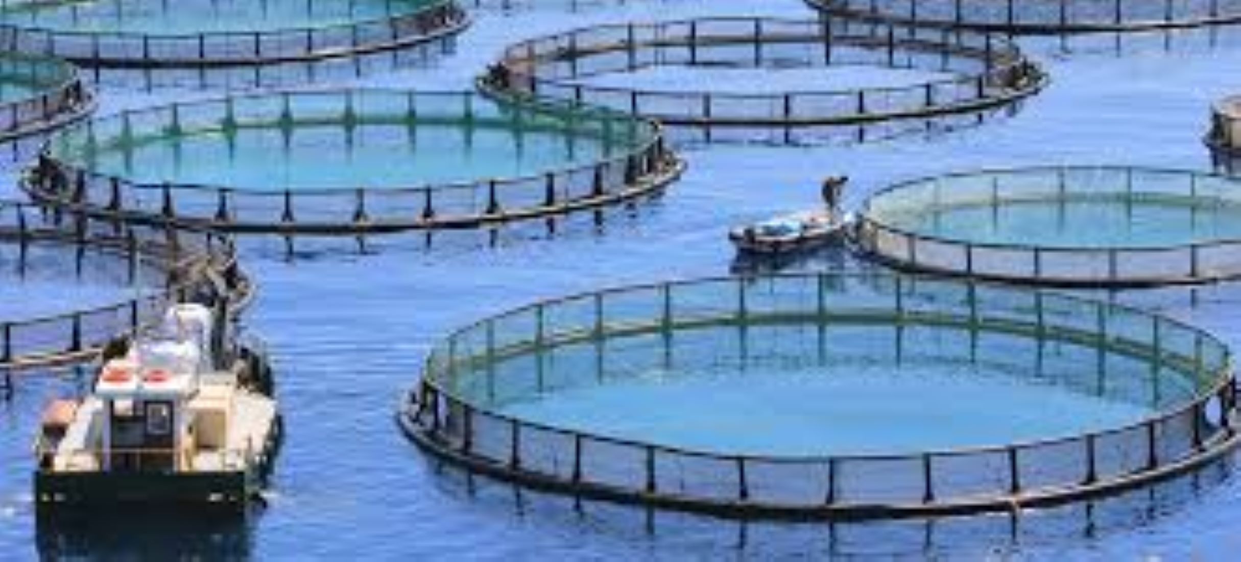 Aquaculture Production Overtakes Capture Fisheries For First Time: FAO
