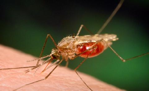 Kenya to release genetically-modified mosquitoes to fight malaria