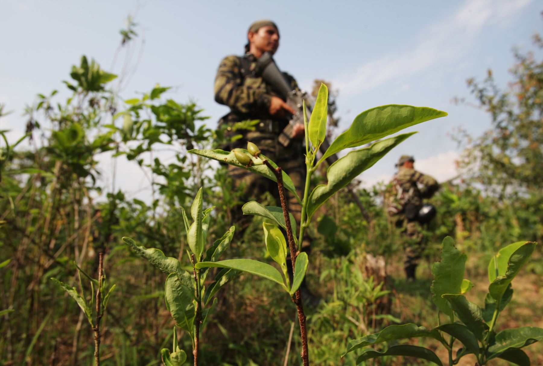 Peru: Interior Ministry eradicates around 8,000 ha of illegal coca crops so far in 2024