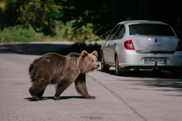 After 19-year-old woman mauled to death, Romania authorizes the killing of nearly 500 bears