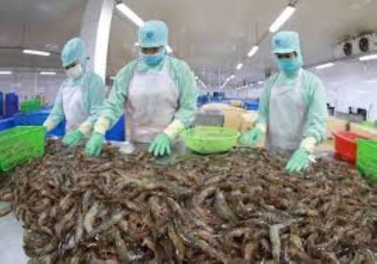 Vietnam’s Shrimp Exports Face Global Competition