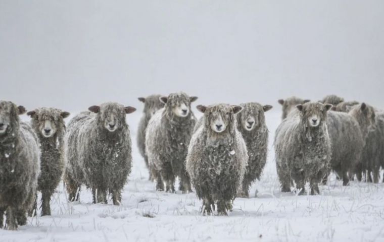 Argentina: Heavy snow threatens the livelihood of animals in Patagonia