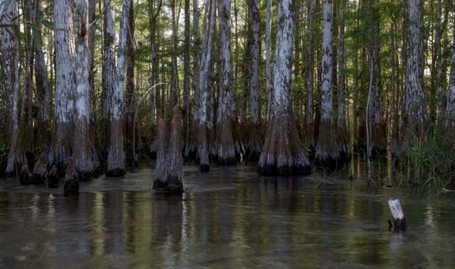 African leaders urge UN to prioritise tree planting drive