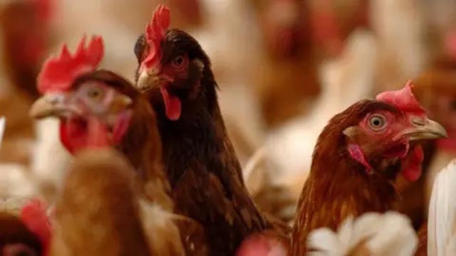 Four new human cases of bird flu reported in US