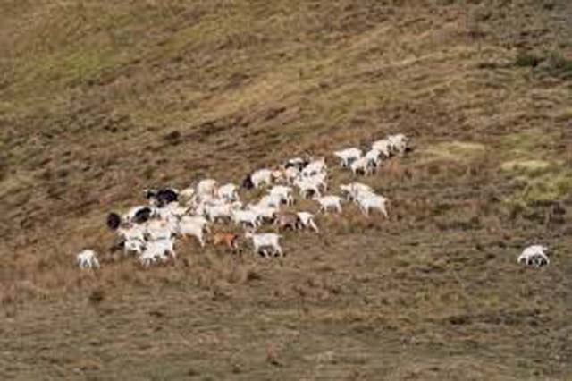 Italy: Drought in Sicily threatens grain fields, animal herds