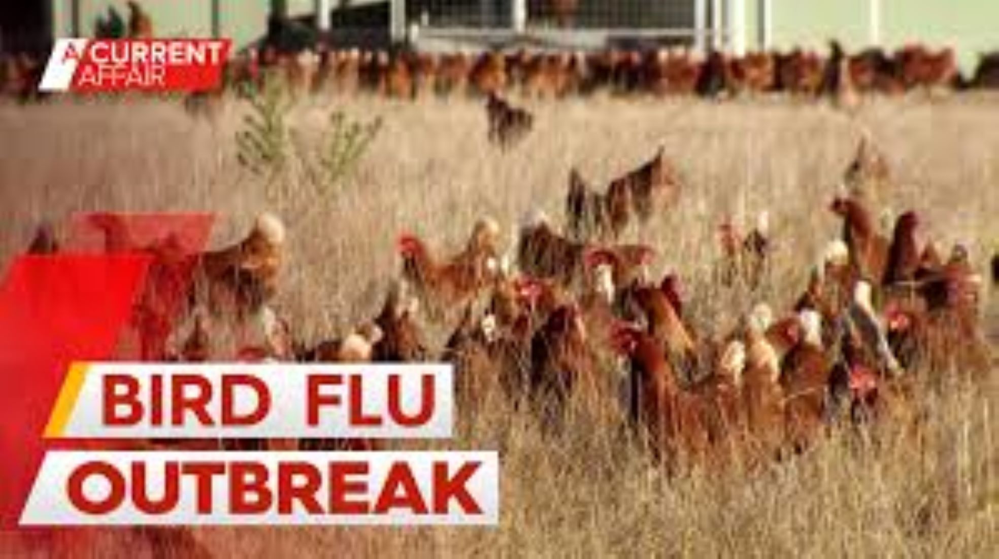 Emergency Control Zones Set Up As Second Sydney Farm Reports Bird Flu