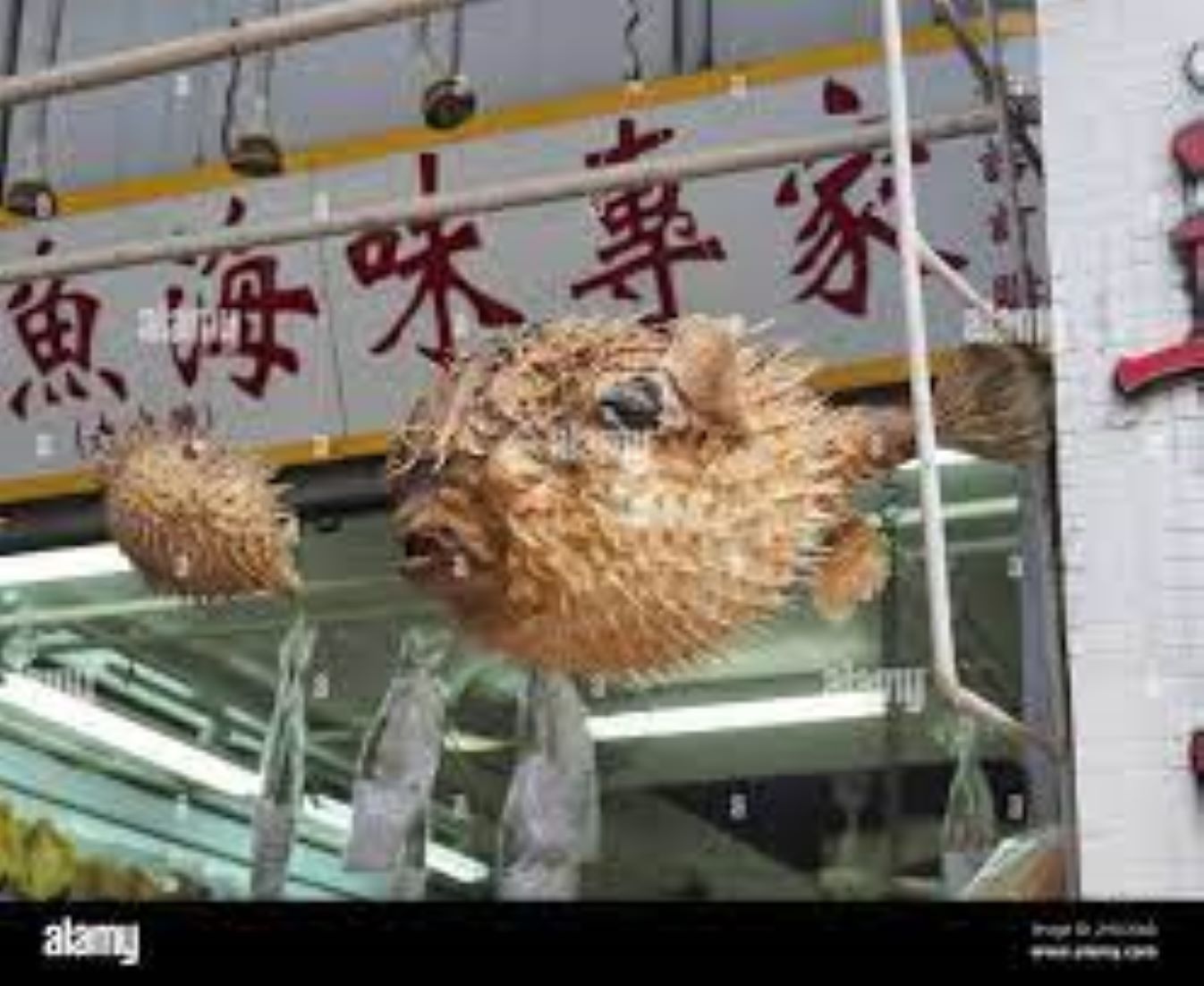 Cambodian Government Reminds People Not To Eat Pufferfish After Seven Fall Ill