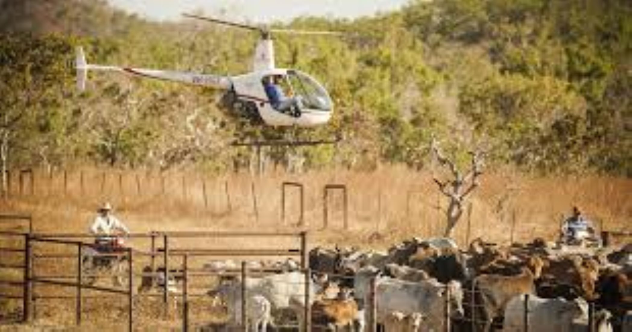 Both Pilots Dead After Cattle-Mustering Choppers Crashed In Western Australia