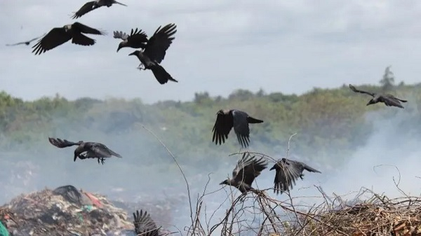 Kenya rolls out poison in bid to cull a million crows