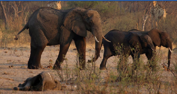 Namibia to cull 723 wild animals, distribute meat to people affected by drought