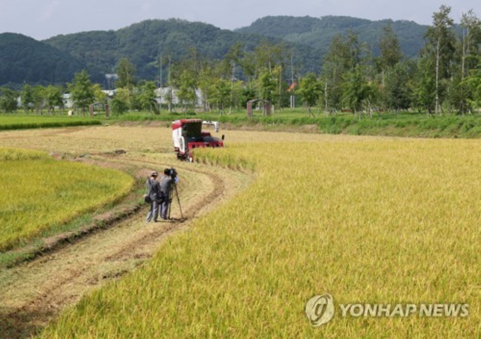 S. Korea’s Rice Padi Area Hits Record Low This Year