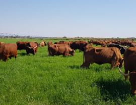 South Africa: Progress made in management of foot and mouth disease