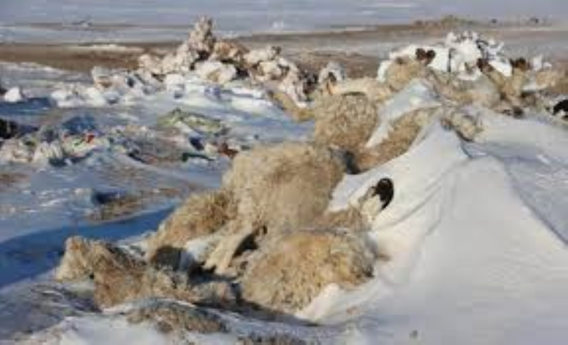 Lightning Strike Claims Lives Of Nearly 90 Livestock In Central Mongolia