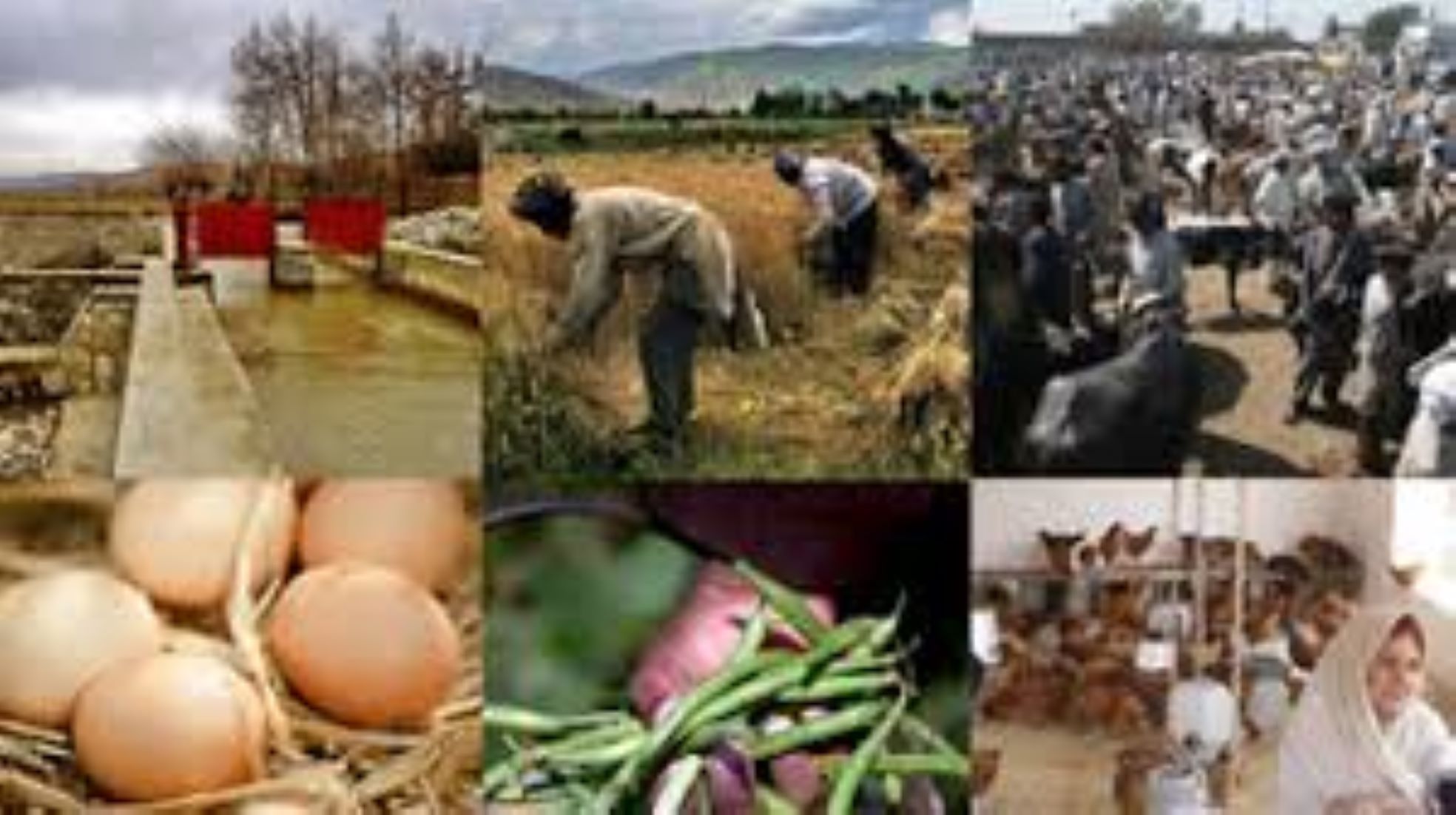 Afghanistan Implemented 300-Million-USD Projects In Agriculture, Livestock