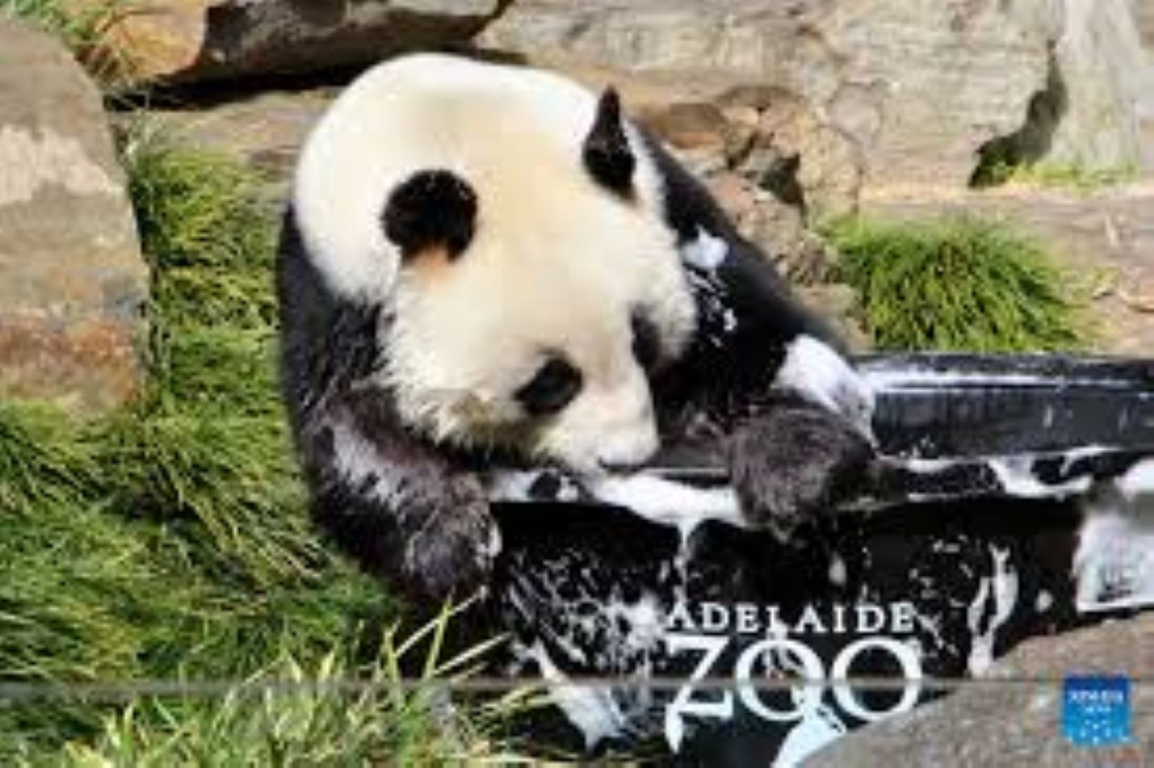 Adelaide Zoo Celebrates Giant Pandas’ Birthdays