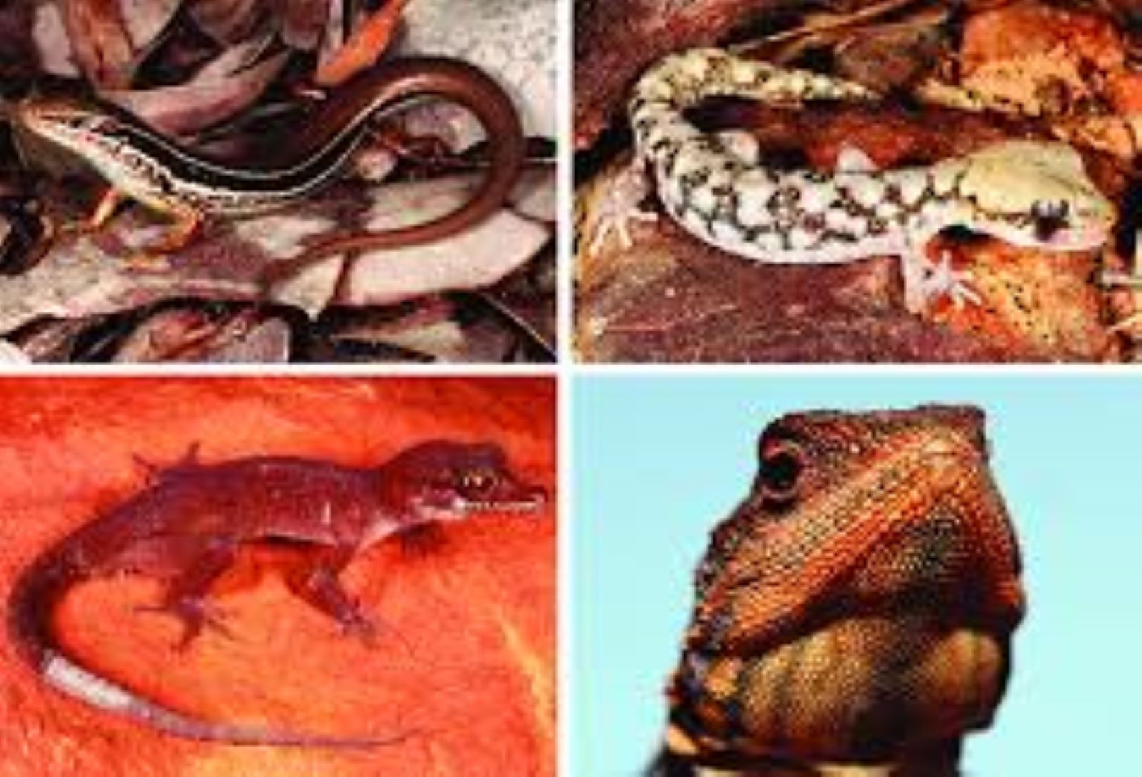 Fish, Lizards Among 13 New Additions To Australia’s Threatened Species List