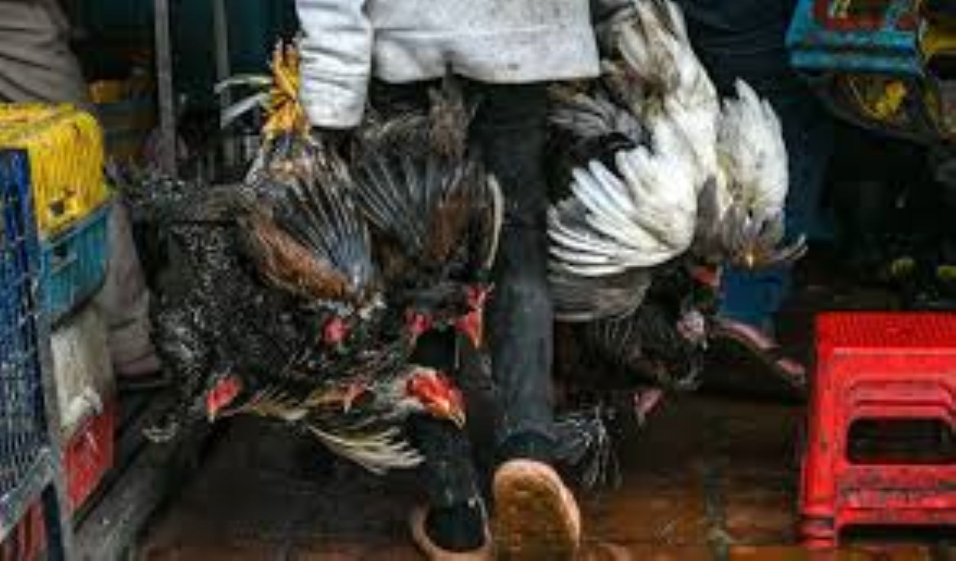 New H5N1 Bird Flu Case Raises To Eight In Cambodia This Year