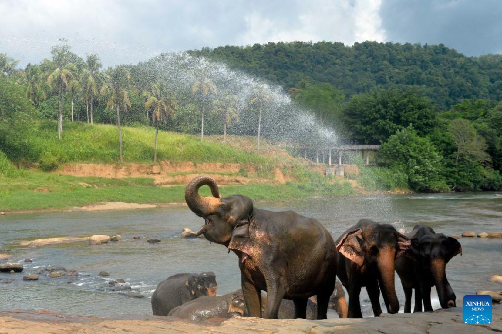 Sri Lanka To Conduct Countrywide Wild Elephant Census